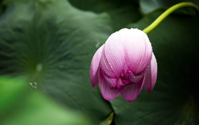 Lotus Flower